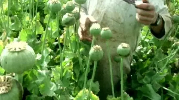 ایران در «خط مقدم» مبارزه با مواد مخدر