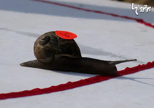 مسابقه قهرمانی حلزون ها! +عکس