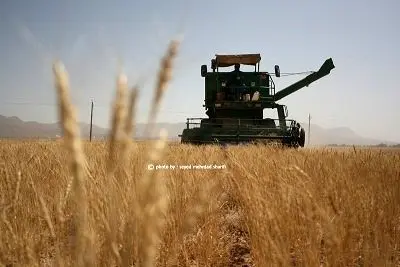 ۲۴ هزار تن گندم مازاد بر نیاز کشاورزان در استان مرکزی خریداری شد
