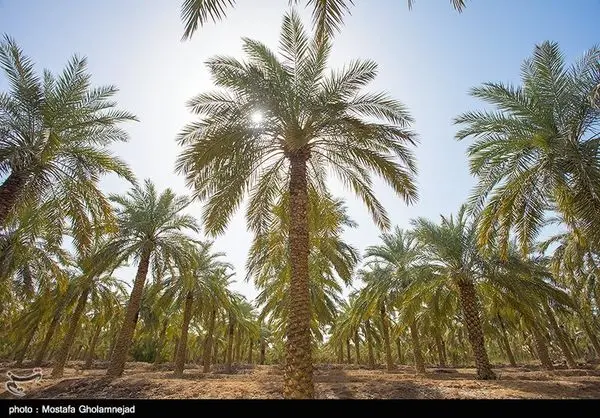 تمایل چین برای فاینانس ۱.۷ میلیارد دلاری در دشتهای خوزستان و ایلام