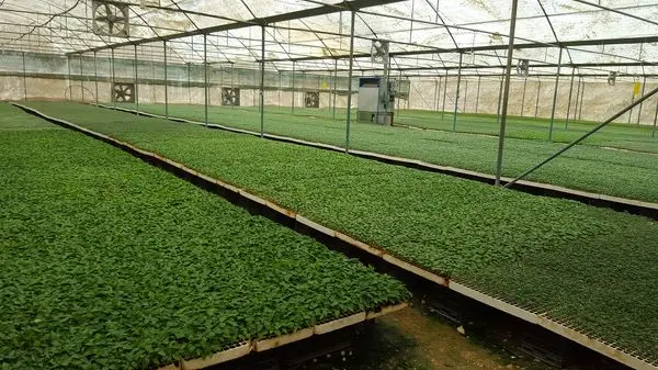 آغاز کشت نشاء گوجه فرنگی در بستک