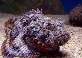  سفر به جزایر ناشناخته اما زیبا + عکس
