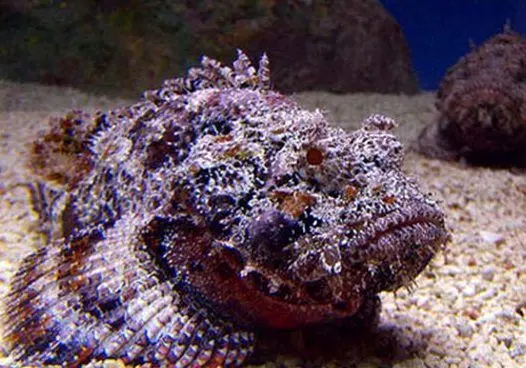 سمیترین ماهی دنیا+عکس