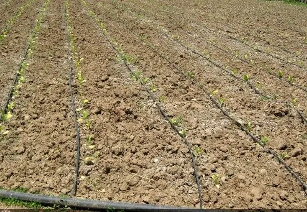 اجرای طرح های آبیاری تلفیقی در چهارمحال و بختیاری