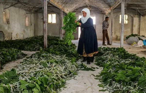 جاذبههای سیستان و بلوچستان و پرورش کرم ابریشم