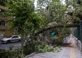 رگبار و باد موقت تا پایان هفته ادامه دارد