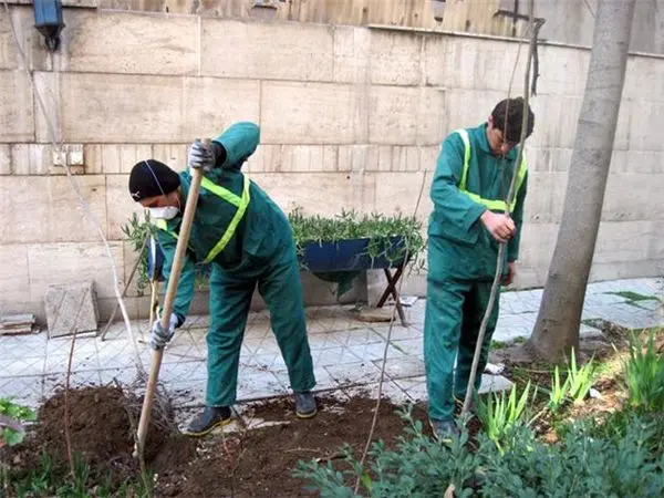 650 اصله  نهال چنار در خیابان ولی عصر(عج) کاشته شد