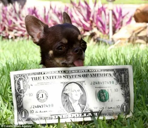 کوچکترین سگ دنیا با ۴۹ کپی از آن +تصاویر