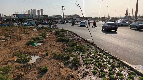 میدان خلازیر منطقه 19 با کاشت بیش از 5 هزار گلدان کلم زینتی جان تازه ای گرفت