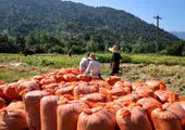 در حال خرید حمایتی تخم مرغ هستیم