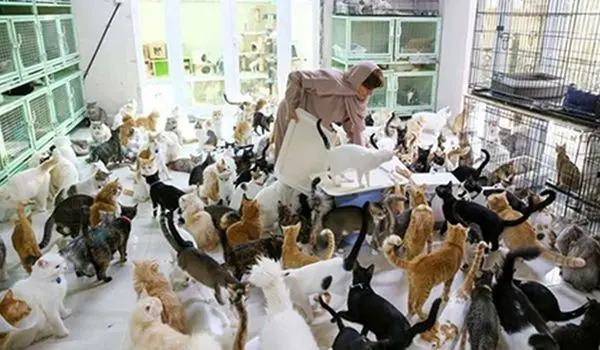 چگونه حیوانات جای فرزندان را در خانواده‌ها گرفته‌اند؟