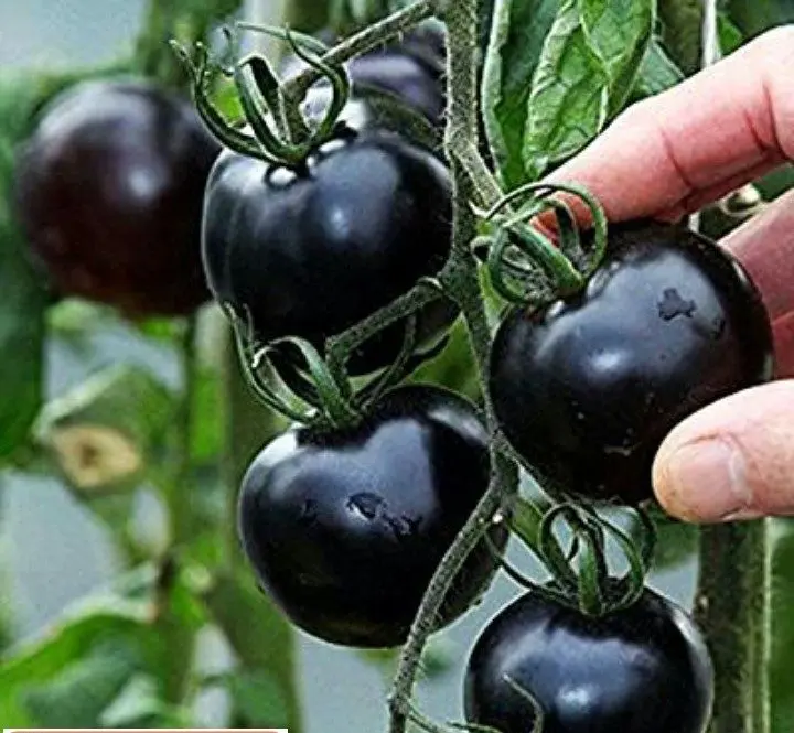 یک میوه سیاه برای درمان دیابت+عکس