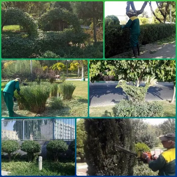 اجرای عملیات هرس فرمی درخت و درخچه های منطقه 15