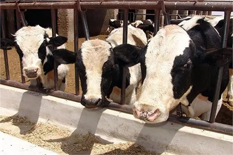 کمک یک میلیارد ریالی برای تأمین گوشت قربانی نیازمندان قمی

