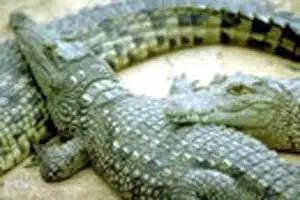 شنا با کروکودیل 360 کیلویی در یک استخر! +عکس
