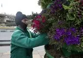 ۳۰ فرش گل در بزرگراه های منطقه ۲ پایتخت گسترده شد