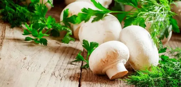 قارچ های عجیب 6 کیلویی! +عکس
