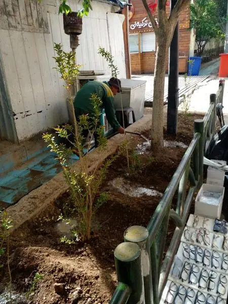 بازپیرایی ٣٠٠ مترمربع فضای سبز خیابان باب همایون منطقه١٢