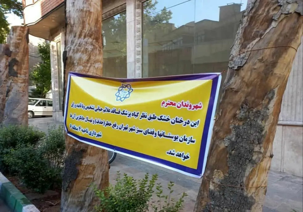 ۹ اصله درخت در ساخت و ساز مقابل ملک کاج جنوبی، قبل از سال۹۷ خشک شده اند