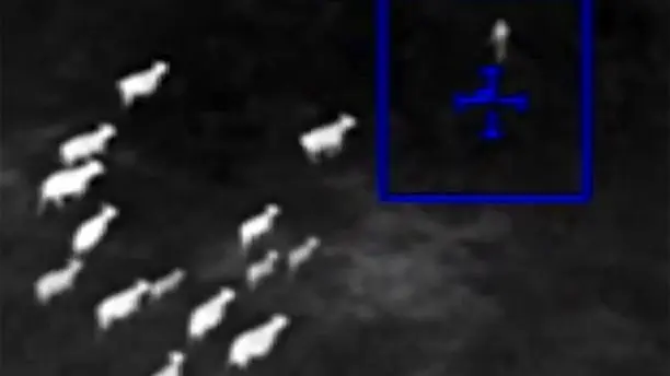 
گاوها مخفیگاه سارق فراری را لو دادند! + عکس
