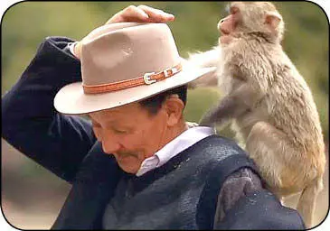 این مرد پدر میمون هاست!+عکس