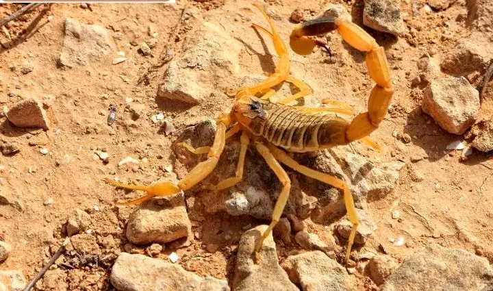 سمی ترین گونه عقرب روی زمین+عکس