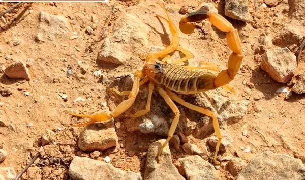سمی ترین گونه عقرب روی زمین+عکس