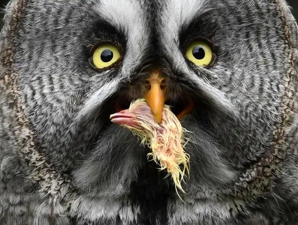 سر یک جوجه در دهان جغد وحشی!+عکس