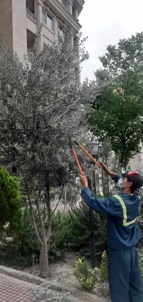 تیمار بیش از سه هزار اصله درخت در  منطقه 4 تهران