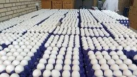 در حال خرید حمایتی تخم مرغ هستیم