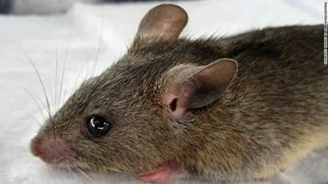 کشف گونه نادری از موش+عکس