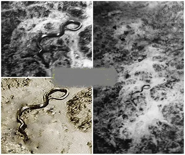 ماری عظیم الجثه در مسیر خلبان+عکس