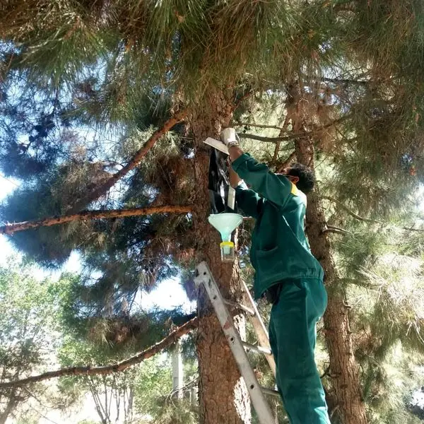 طرح مبارزه با آفت سوسک پوستخوار درختان کاج در بوستان جنگلی سرخه حصار

