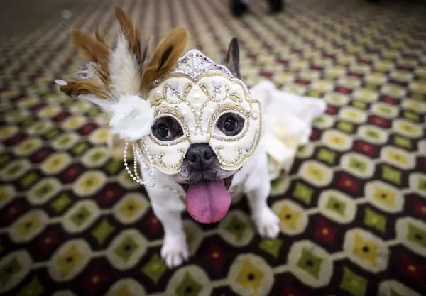 مراسم فشن شوی سگ ها در آمریکا!+ عکس