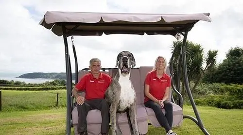 بزرگ ترین سگی که در دنیا وجود دارد +عکس