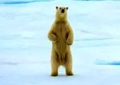 موهای عجیب و غریب یک پلیس زن! + عکس