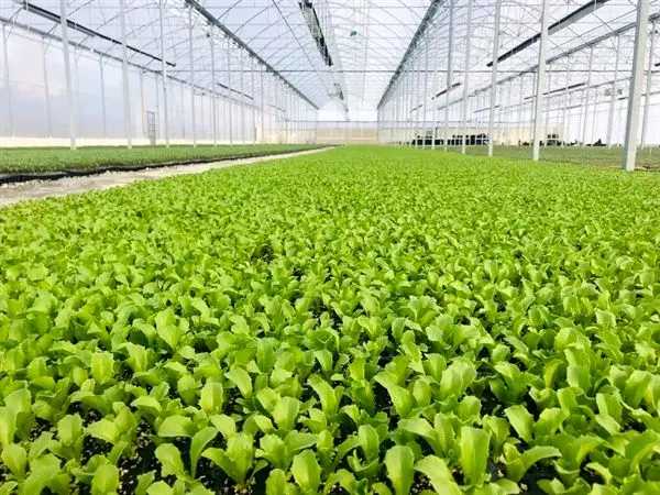 حمایت 11 میلیاردی بانک کشاورزی از راه اندازی مجموعه تولیدی ایران نشاء در البرز