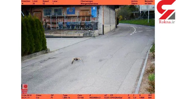 ثبت سرعت غیرمجاز یک پرنده با دوربین پلیس + عکس عجیب