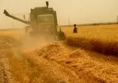 پیش بینی برداشت ۶۰ هزارتن طالبی از کشتزارهای شهرستان ساوه

