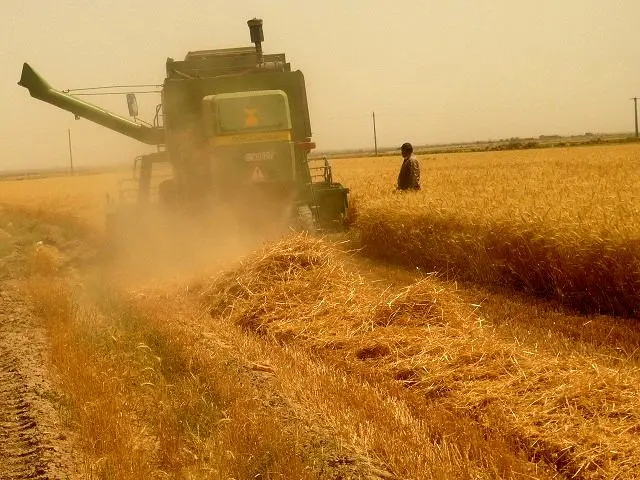 پیش بینی تولید ۲۵۰ هزار تن گندم در استان مرکزی

