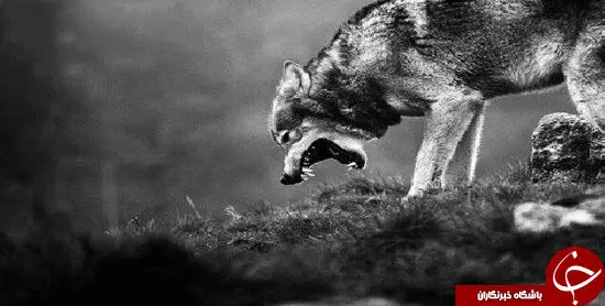 گرگ بالان دیده کیست؟ +عکس