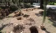 کاشت و اهدای هزار نهال مثمر به شهروندان در بوستان پیروزی منطقه۱۳