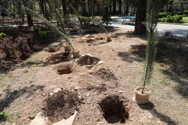 کاشت و اهدای هزار نهال مثمر به شهروندان در بوستان پیروزی منطقه۱۳