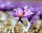 از گواهی سپرده تا توکن؛ زعفران مسیر ابزارهای مالی را کامل می‌کند