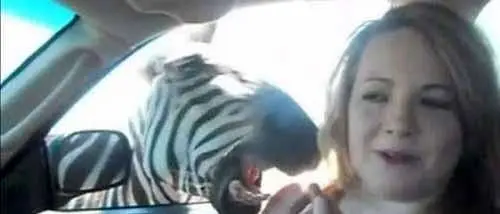 جازدن الاغ رنگ شده به جای گورخر+عکس