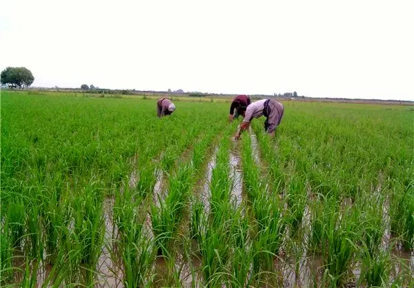 مرزعهای که درست وسط بزرگراه قرار دارد! +عکس