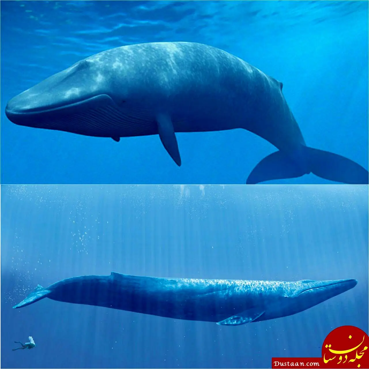 بزرگترین جاندار جهان! + عکس