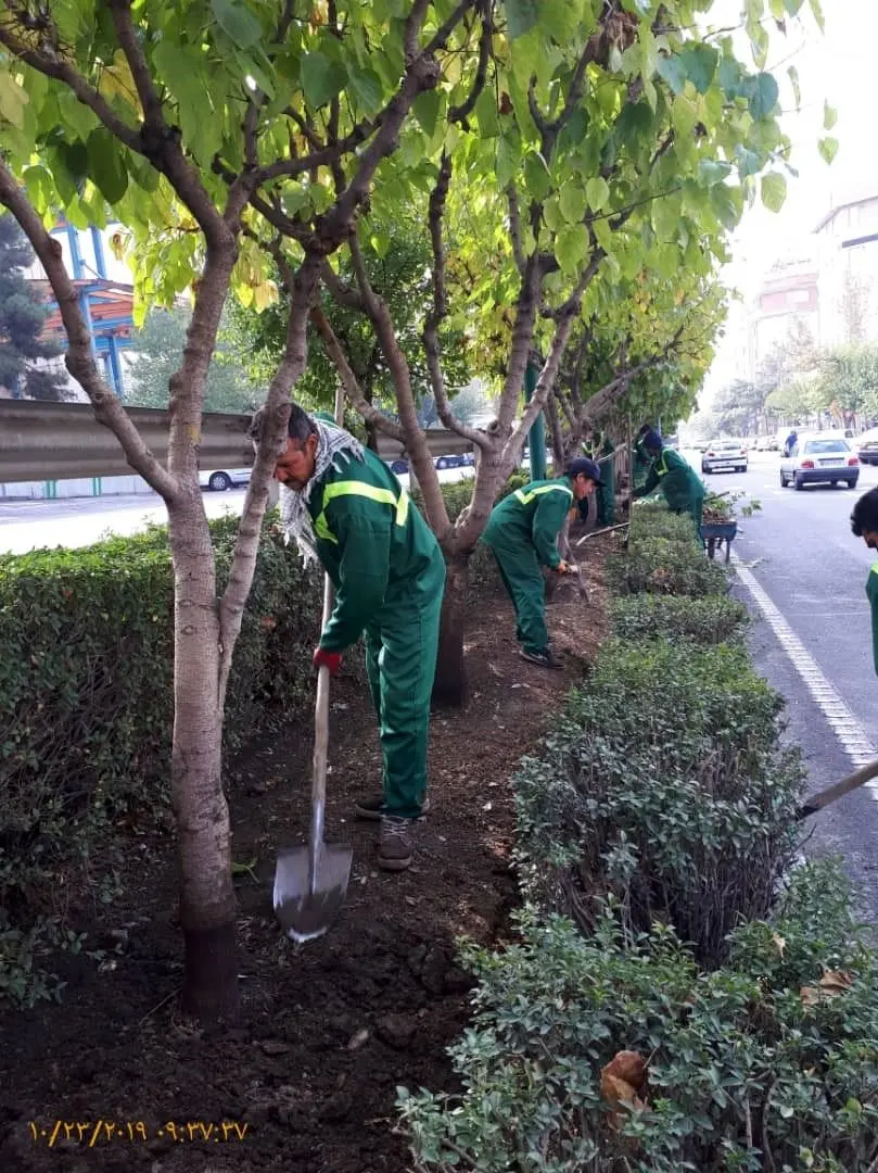رفع خطر از 1200 اصله درخت در شمال شرق تهران 

