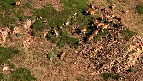 تماشای «حیات وحش ایران» از شبکه الکوثر