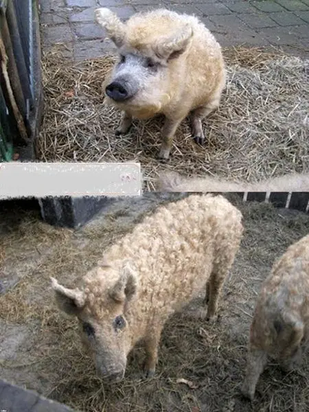 خوک گوسفندی +عکس